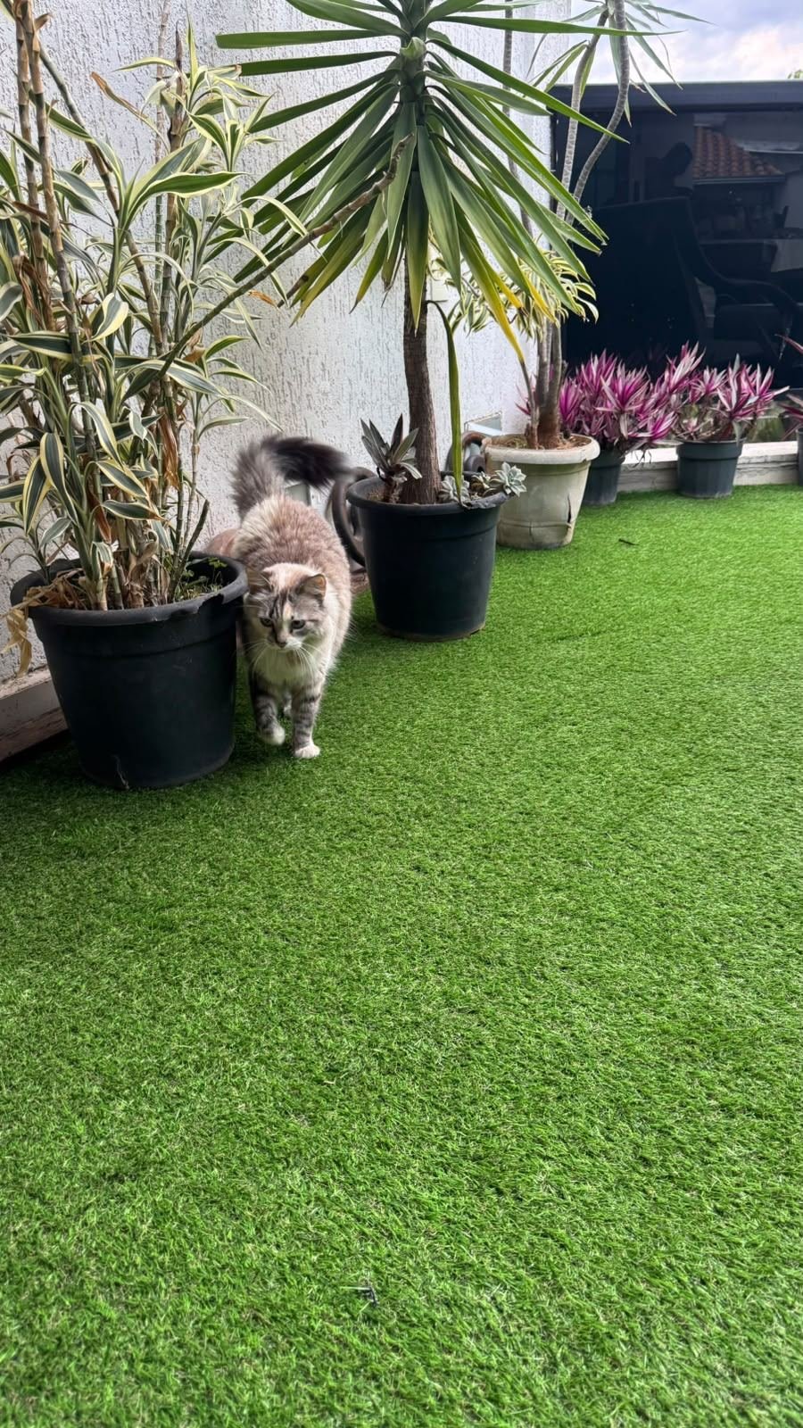Área externa com grama sintética e plantas